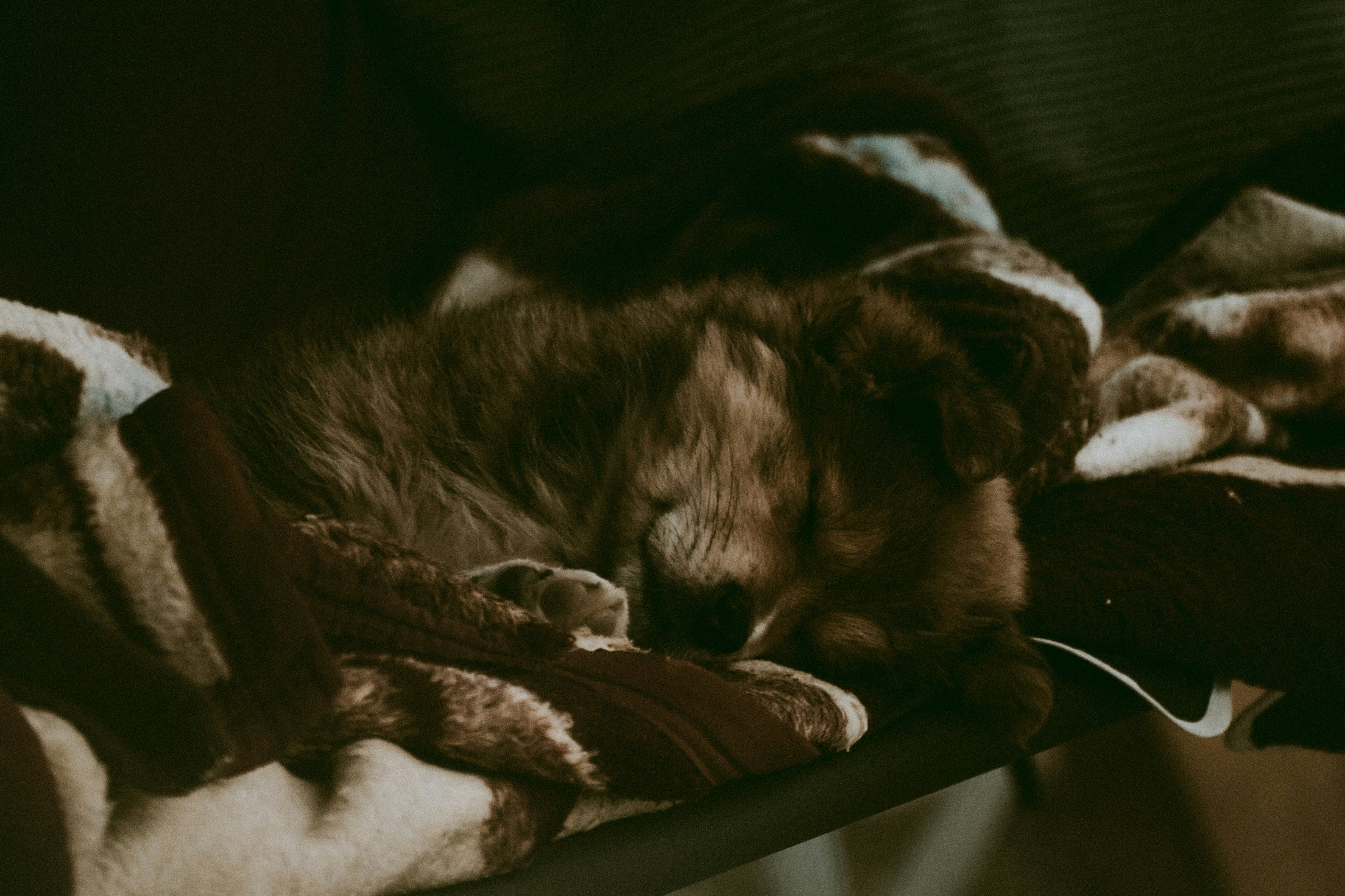 brown and white long coated dog lying on white textile